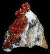 Huge Deep Red Vanadinite Crystal Cluster - Morocco #32361-2